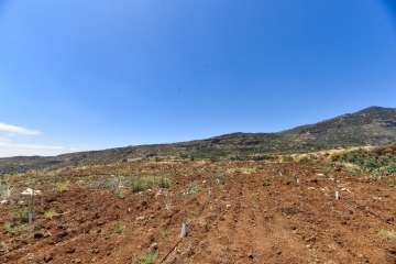 Plantación de 4.400 almendreros, nogales, higueras y olivos en Valsequillo (Foto TA)